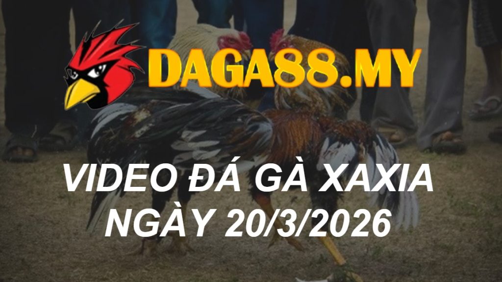 VIDEO GÀ XAXIA NGÀY 20/3/2026
