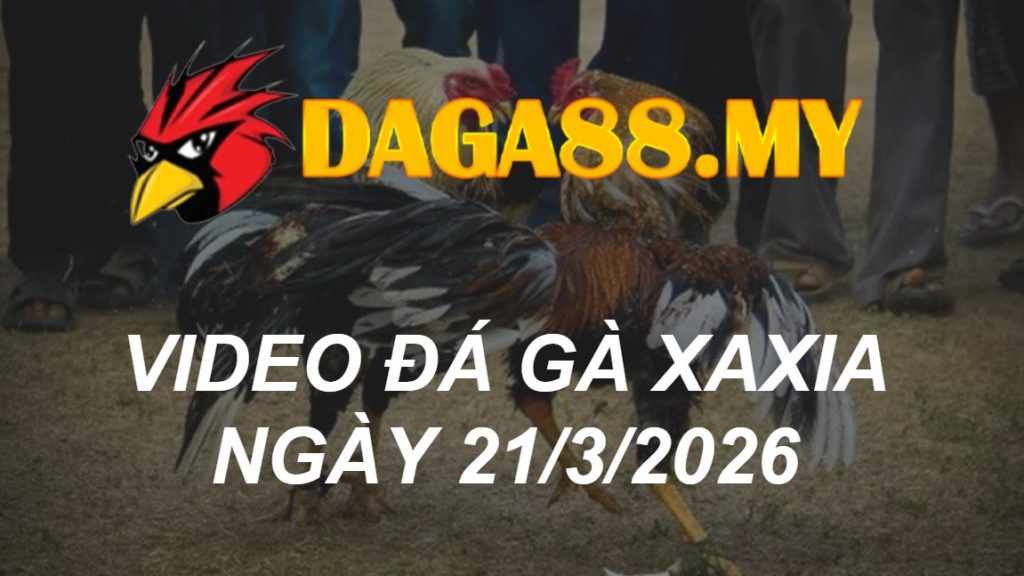 VIDEO GÀ XAXIA NGÀY 21/3/2026