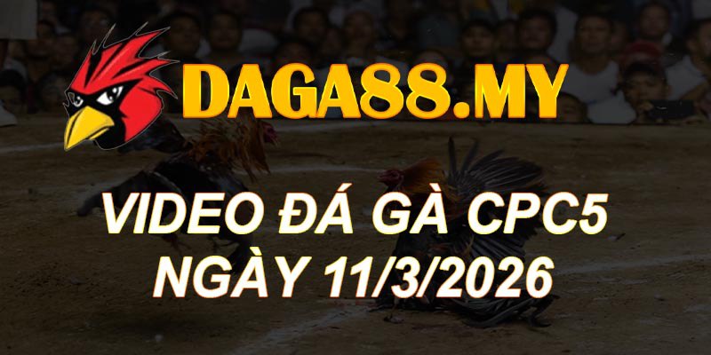 VIDEO GÀ CPC5 NGÀY 11/3/2026