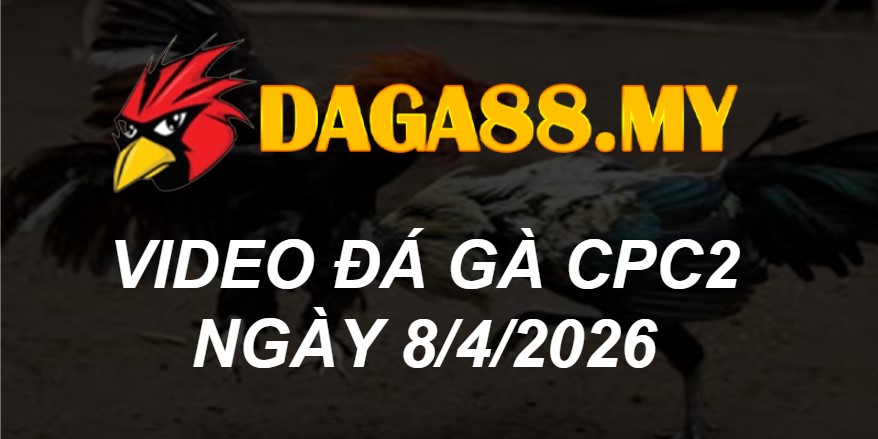VIDEO GÀ CPC2 NGÀY 8/4/2026